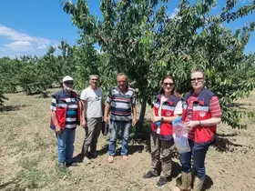 Kütahya’da kirazda hasat öncesi pestisit denetimleri başladı
