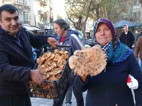 Kütahya’da melki mantarı çoğaldı, fiyatlar düştü
