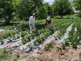 Kütahya’da nohut ve barbunya demonstrasyon alanlarında inceleme
