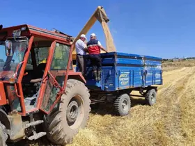 Kütahya’da yerli ve milli arpa çeşitlerinin hasadı yapıldı
