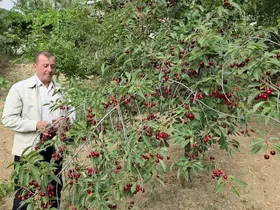 Kütahyalı vişne üreticileri taban fiyat ve fiyat istikrarı istiyor
