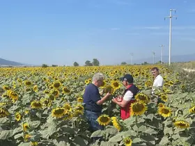 Kuyucak’ta ayçiçeği tarlaları denetlendi
