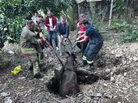 Kuyuya düşen ineği itfaiye kurtardı
