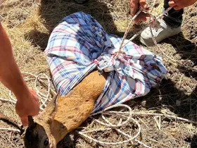 Kuyuya düşen karaca kurtarıldı
