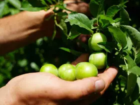 Lezzetiyle ünlü Eşme eriğinde yüksek rekolte fiyatları düşürdü
