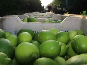 Limon hasadı 25 ve 27 Eylül tarihlerinde başladı
