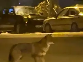 Mahallede yiyecek arayan tilki kamerada
