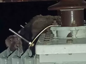 Mahalledeki elektrik kesintisinin sebebi sansar çıktı
