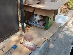 Mahalleli ve cami cemaatinin baktığı kedilerin evlerini çöpe attılar
