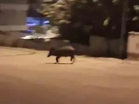 Mahalleye inen domuzları böyle kovaladı
