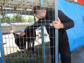 Mahalleye inen eşek ortalığı birbirine kattı
