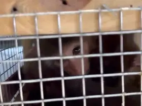 Makak maymunu ve şahinler kaçakçıların pençesinden kurtarıldı
