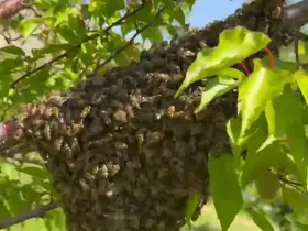 Malatya’da arıların oğul verme hareketliliği dikkat çekti
