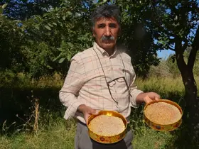 Malatya’da bal hasadı başladı
