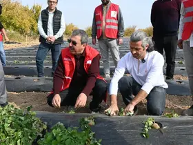 Malatya’da çilek yetiştiriciliğinde hibe destekli proje başladı
