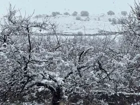 Malatya’da kayısı bahçeleri kar altında kaldı
