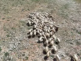 Malatya’da küçükbaş hayvanlar meralarla buluştu
