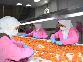 Malatya’da kuru kayısıda 11 ayda 275 milyon dolar gelir elde edildi

