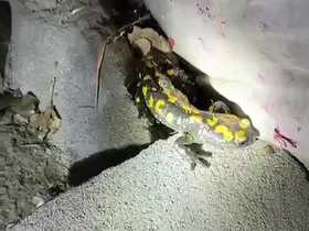Malatya’da nesli tükenmekte olan semender yağış sonrası görüntülendi
