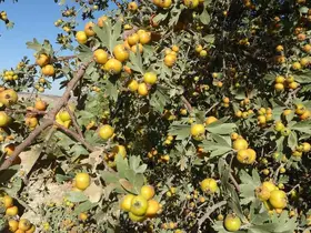 Malatya’da şifa deposu alıçta hasat zamanı
