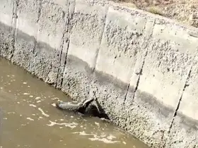 Malatya’da sulama kanalına düşen bal porsuğu kurtarıldı
