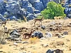 Malatya’da sürü halindeki yaban keçileri görüntülendi
