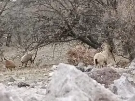 Malatya’da sürü halindeki yaban keçileri görüntülendi
