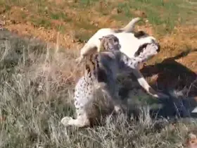 Malatya’da vaşak-köpek kavgası kamerada

