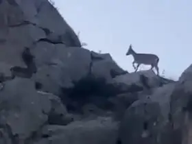Malatya’da yaban keçileri görüntülendi
