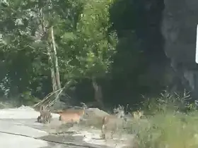 Malatya’da yaban keçileri karayolunda görüntülendi
