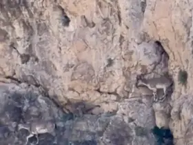 Malatya’da yaban keçileri sürü halinde görüntülendi

