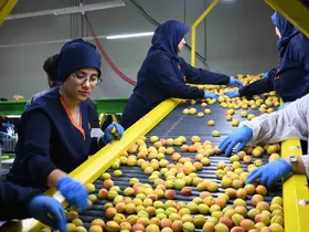 Malatya’da yaş kayısı ihracatı başladı
