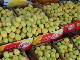 Malatya’da yaş kayısı tezgahlarda yerini aldı
