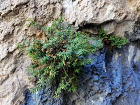 Malatya’ya özgü endemik bitki, sarı kantarondan daha etkili bulundu
