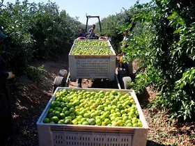 Mandalinada hasat zamanı, verim yüksek: Kilosu 8-15 TL arasında
