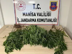 Manisa’da bahçesine kenevir eken kişi tutuklandı
