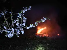 Manisa’da don nöbeti
