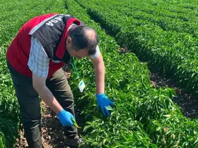 Manisa’da organik ürünlere pestisit analizleri başladı
