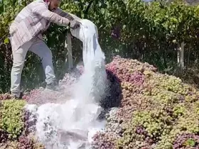 Manisa’da yasaklı ilaç kullanılan 6 ton üzüm imha edildi
