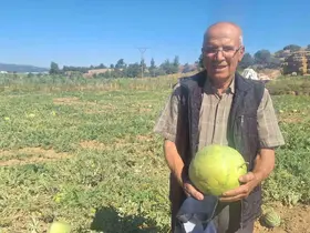 Manisalı çiftçi dede mirası ata tohumu karpuz geleneğini sürdürüyor
