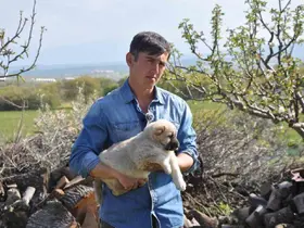 Manisalı sağlıkçı genç kangal yetiştiricisi oldu

