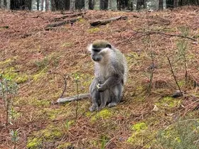 Mantar aramak için çıktığı doğada maymun buldu
