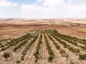 Mardin’in beyaz toprakla mayalanan meşhur üzüm pekmezi coğrafi işaret yolunda
