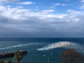 Martıların deniz üstündeki dansı izleyenleri hayran bıraktı

