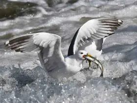 Martıların inci kefali balık avı
