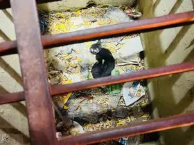 Mazgala düşen yavru kediyi itfaiye kurtardı
