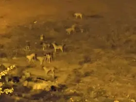Mazıdağı’nda sokak köpekleri, vatandaşların korkulu rüyası oldu
