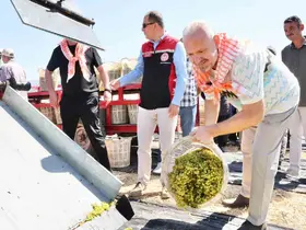 Menemen’de ’Bağ Bozumu’ coşkusu
