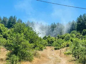Menteşe’de orman yangını
