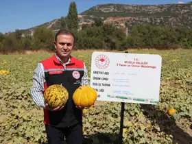 Menteşe’de yayla kavunu ve ata sebzelerinin hasadı yapıldı
